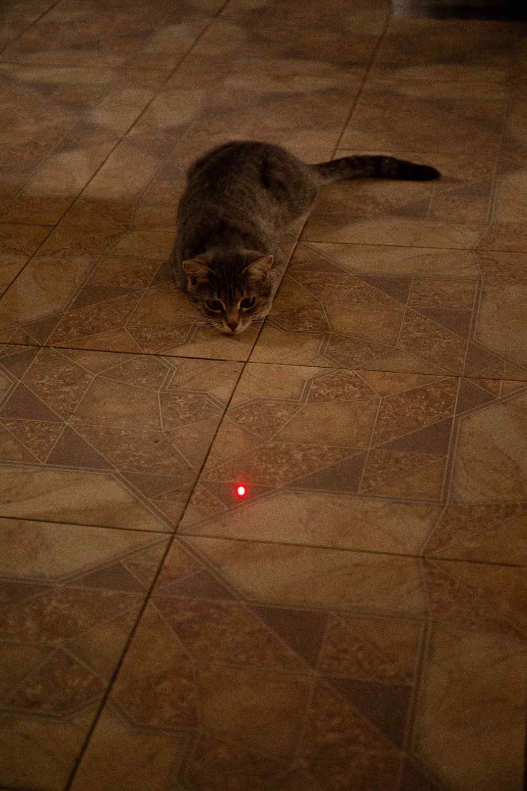 Chat en position de chasse, yeux rivés sur un point lumineux rouge sur le sol