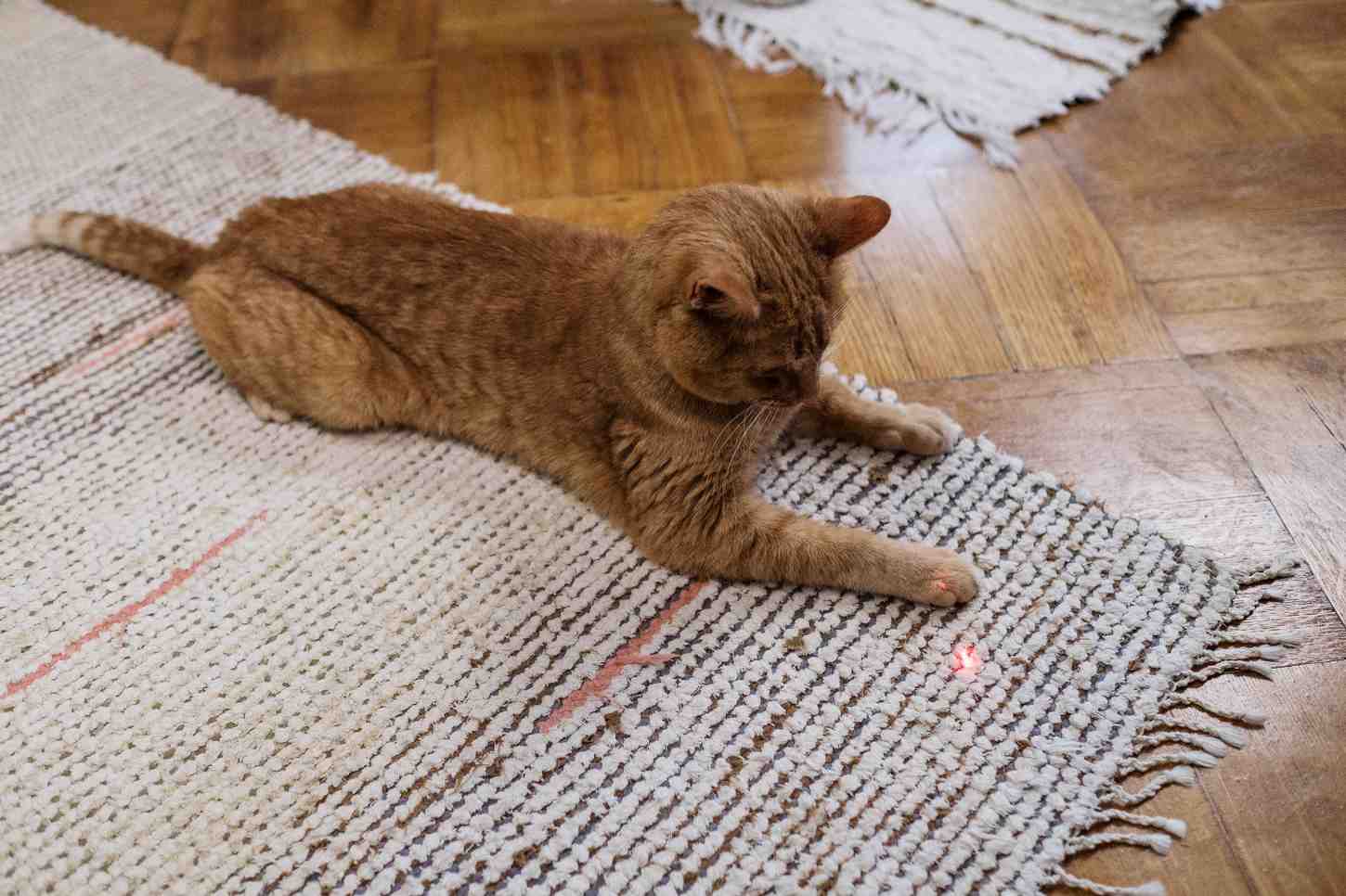 Chat fixant le point rouge d'un laser sans la posibilité de l'attraper
