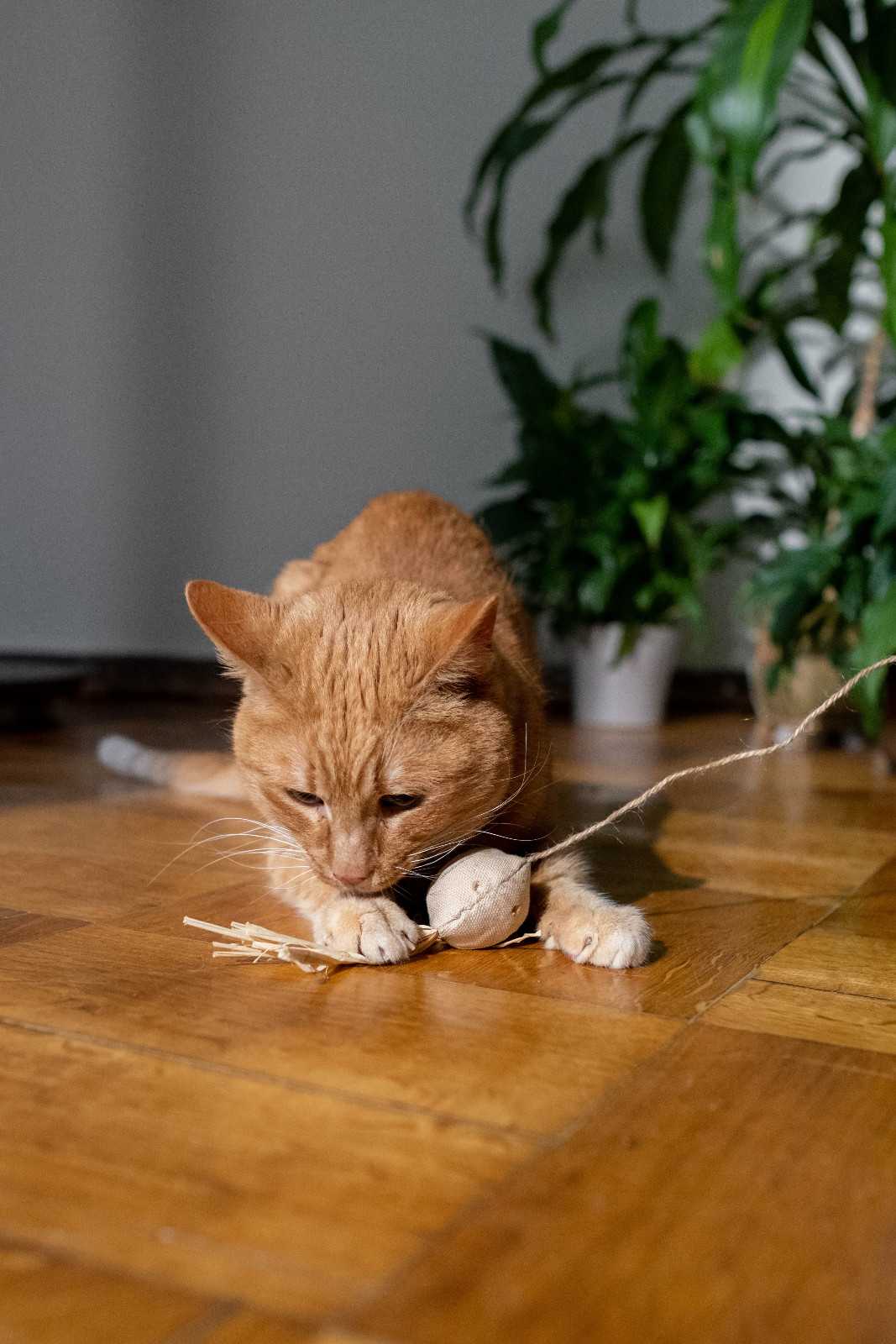 Chat reniflant une vraie proie jouet, illustrant la stimulation multi-sensorielle