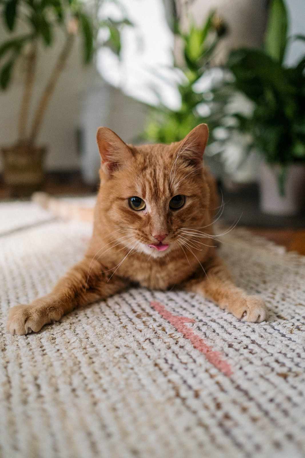 Chat agité cherchant frénétiquement quelque chose sur le sol après une séance de laser