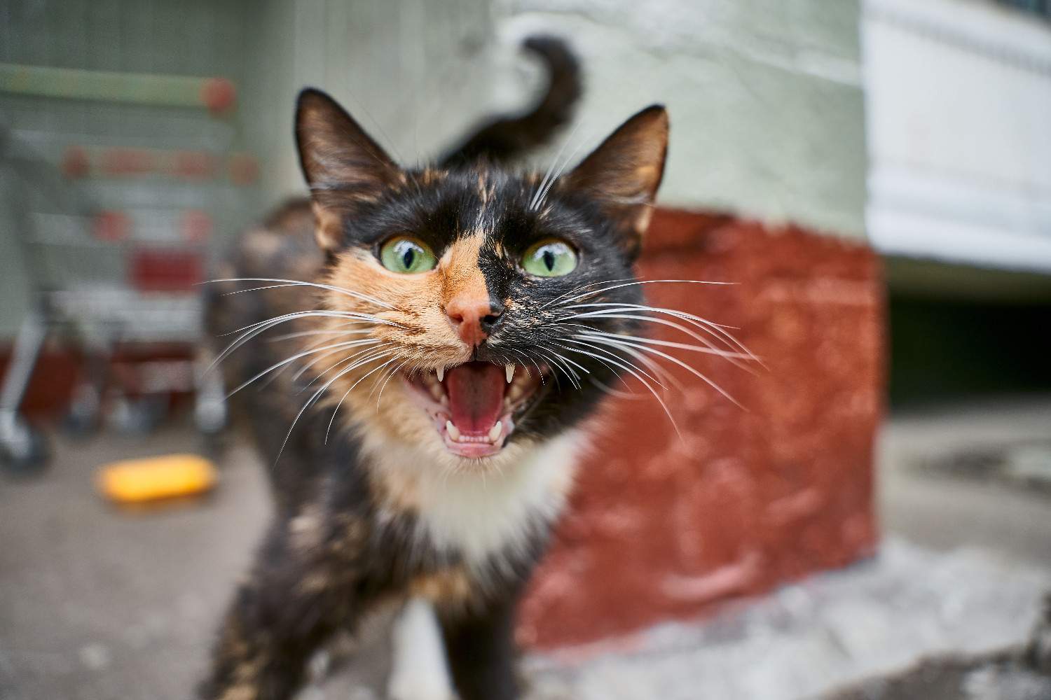 Chat au premier plan miaulant en direction de l'appareil photo