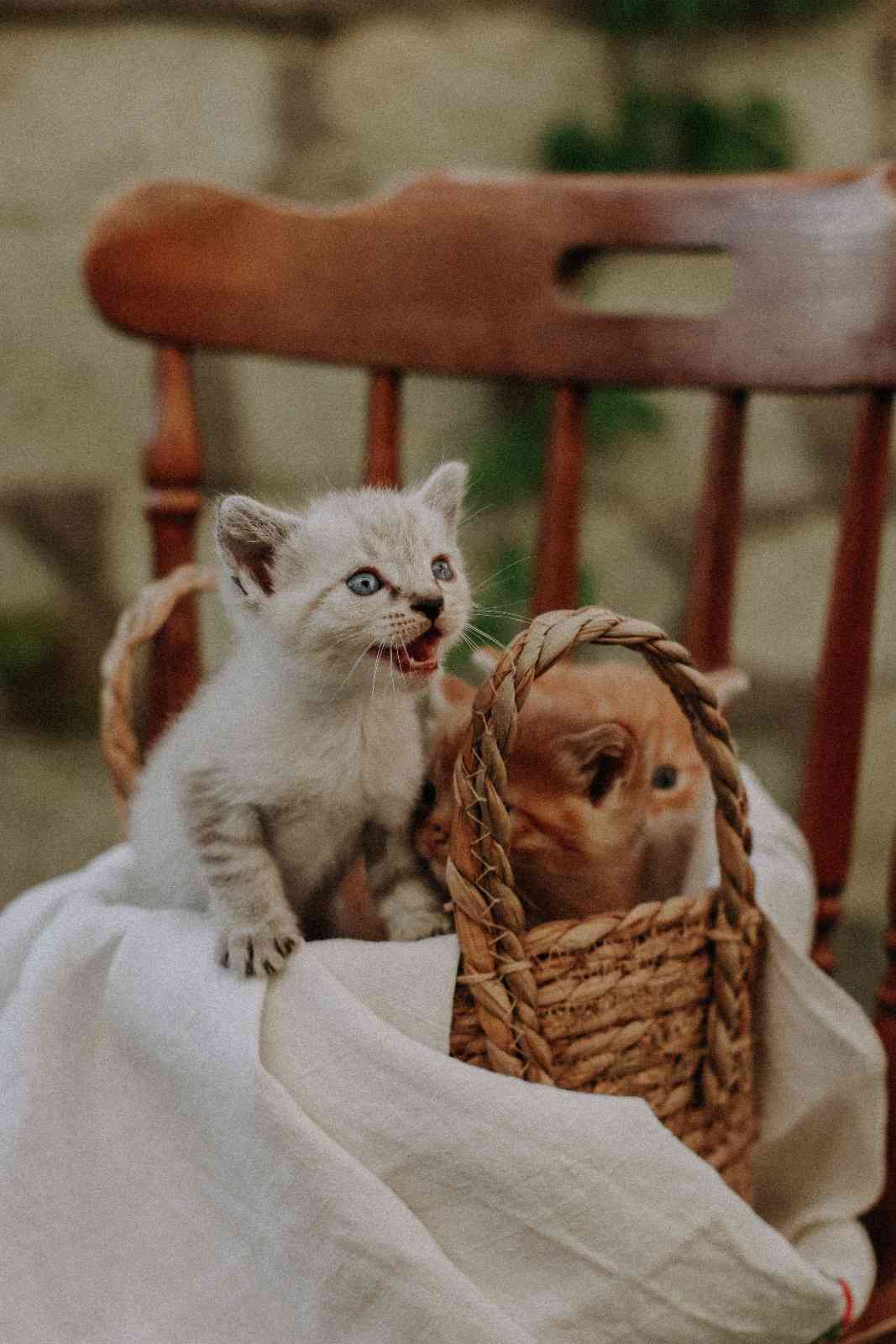 Chaton interagissant vocalement avec sa mère, illustrant l'origine du miaulement