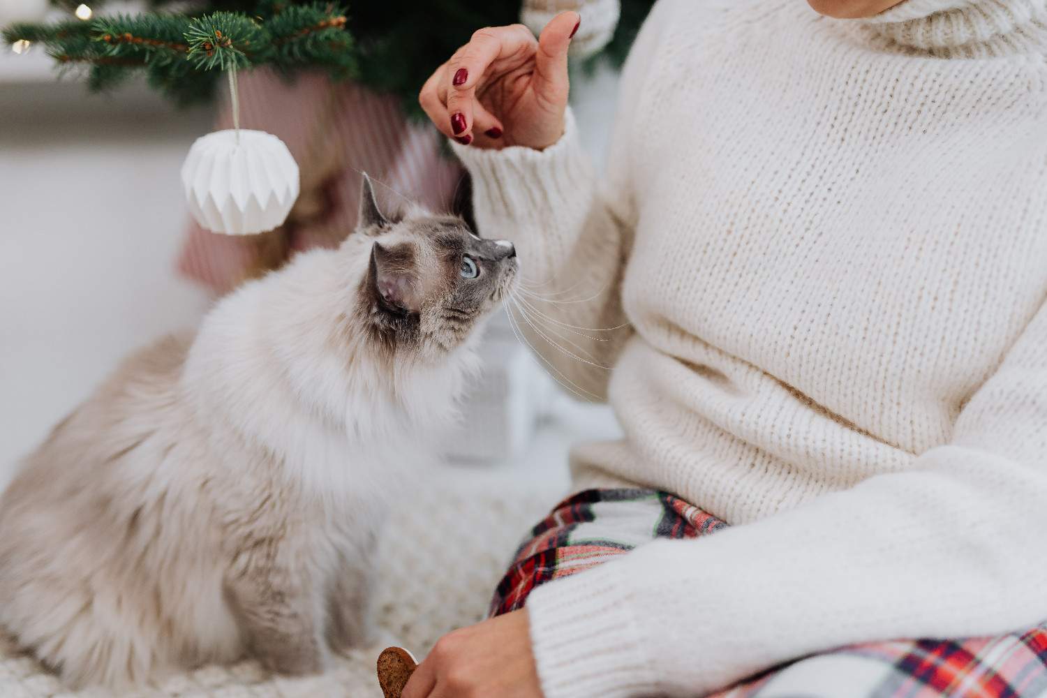 Chat et propriétaire se regardant dans les yeux, illustrant leur communication unique