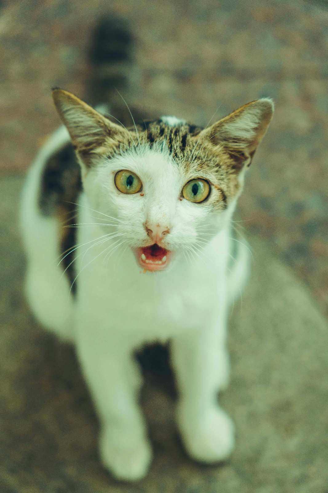 Chat miaulant à la caméra