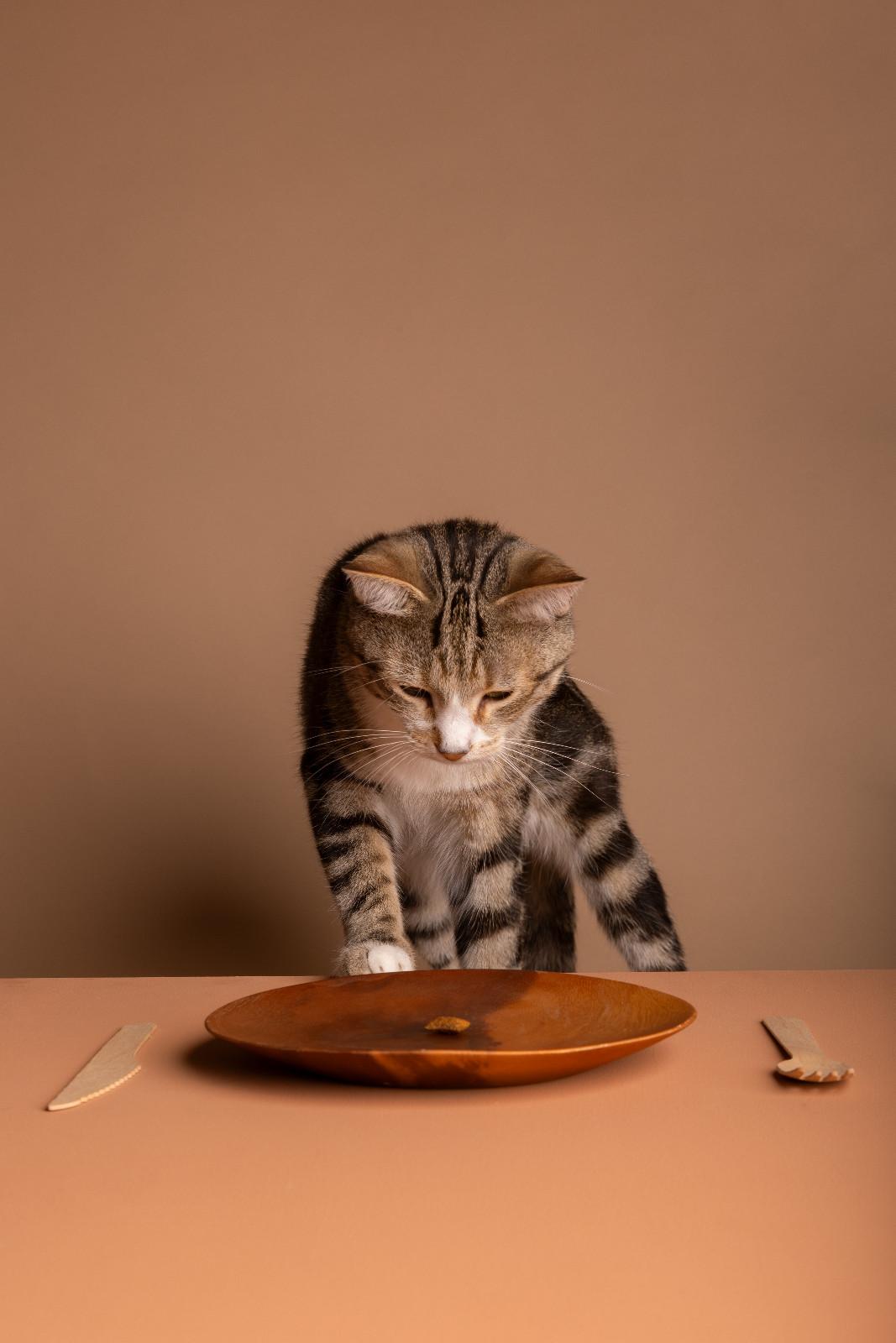 Chat qui regarde une assiète avec une seule croquette dedans