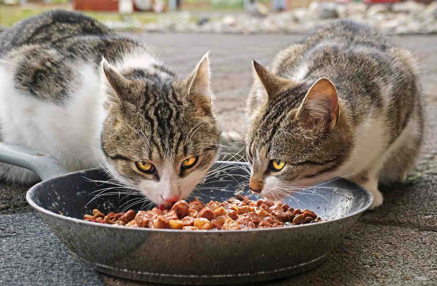 Deux chats mangeant de la patée dans une gamelle l'un à coté de l'autre