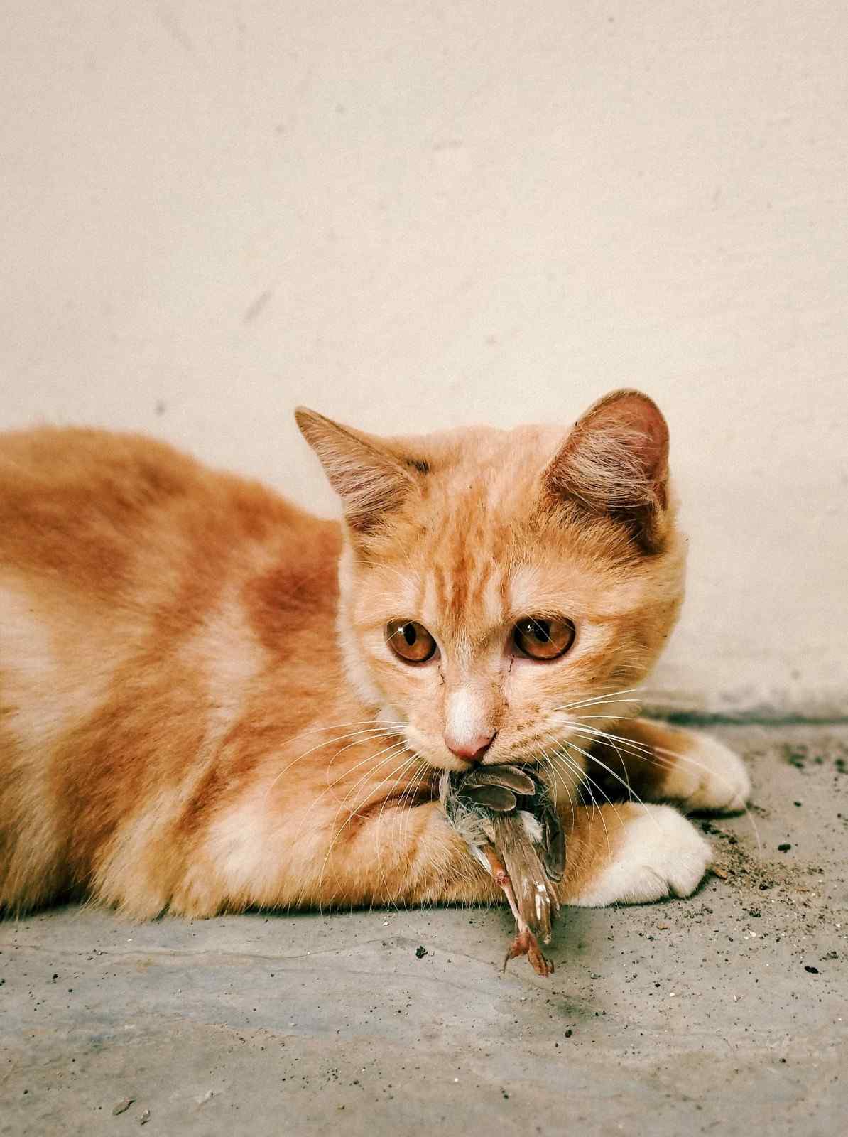 Chat en extérieur avec un oiseau dans la bouche, illustrant son comportement naturel