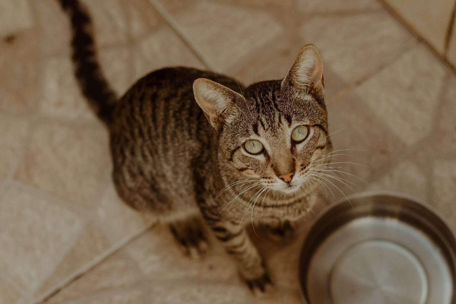Chat fixant son humain avec insistance devant une gamelle vide, attendant d'être nourri