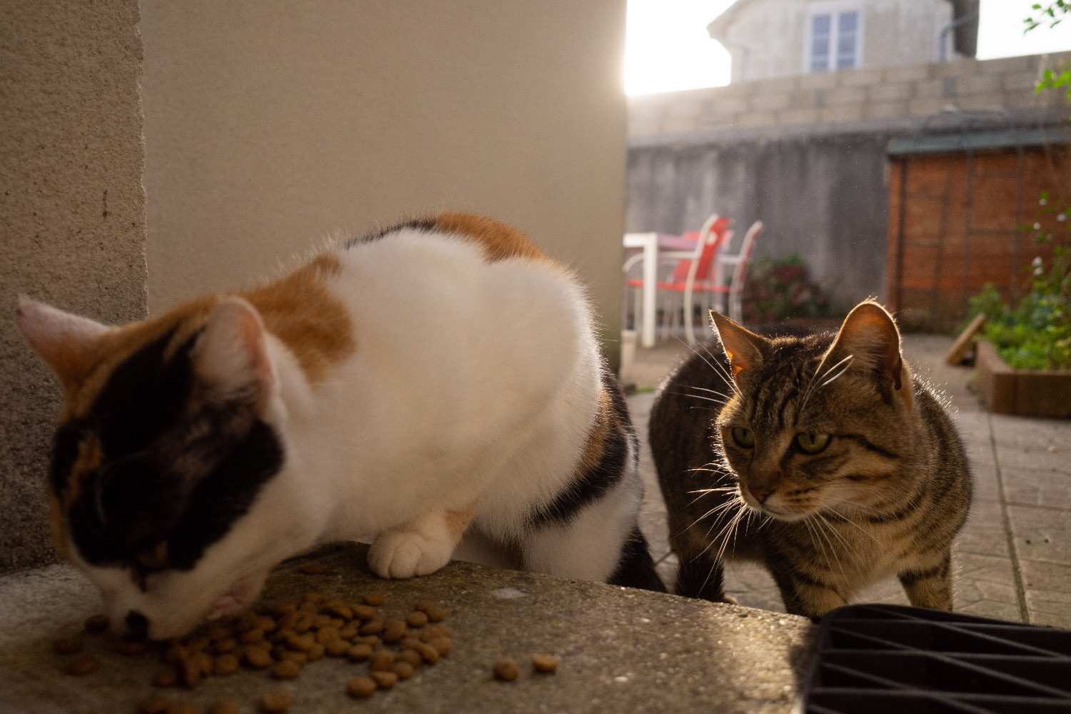 Chat protégeant ses croquettes d'un autre chat