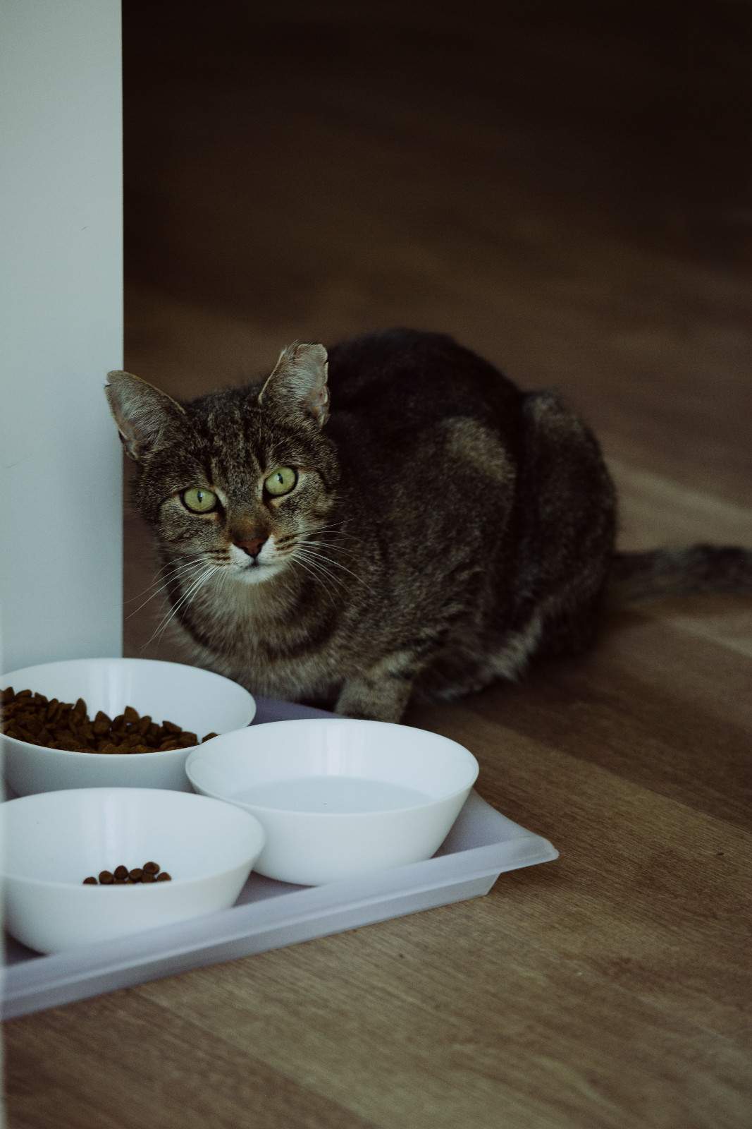 Chat mangeant tranquillement une petite quantité de croquettes dans une gamelle toujours remplie