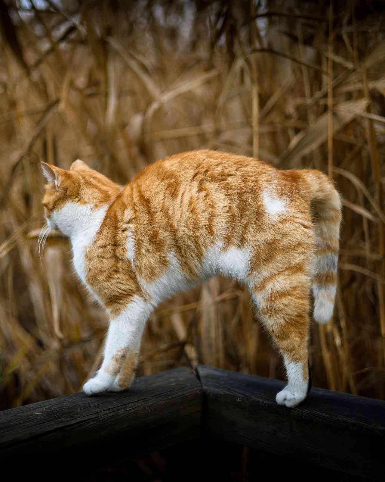 Chat avec la queue gonflée et le poil hérissé, réaction de peur