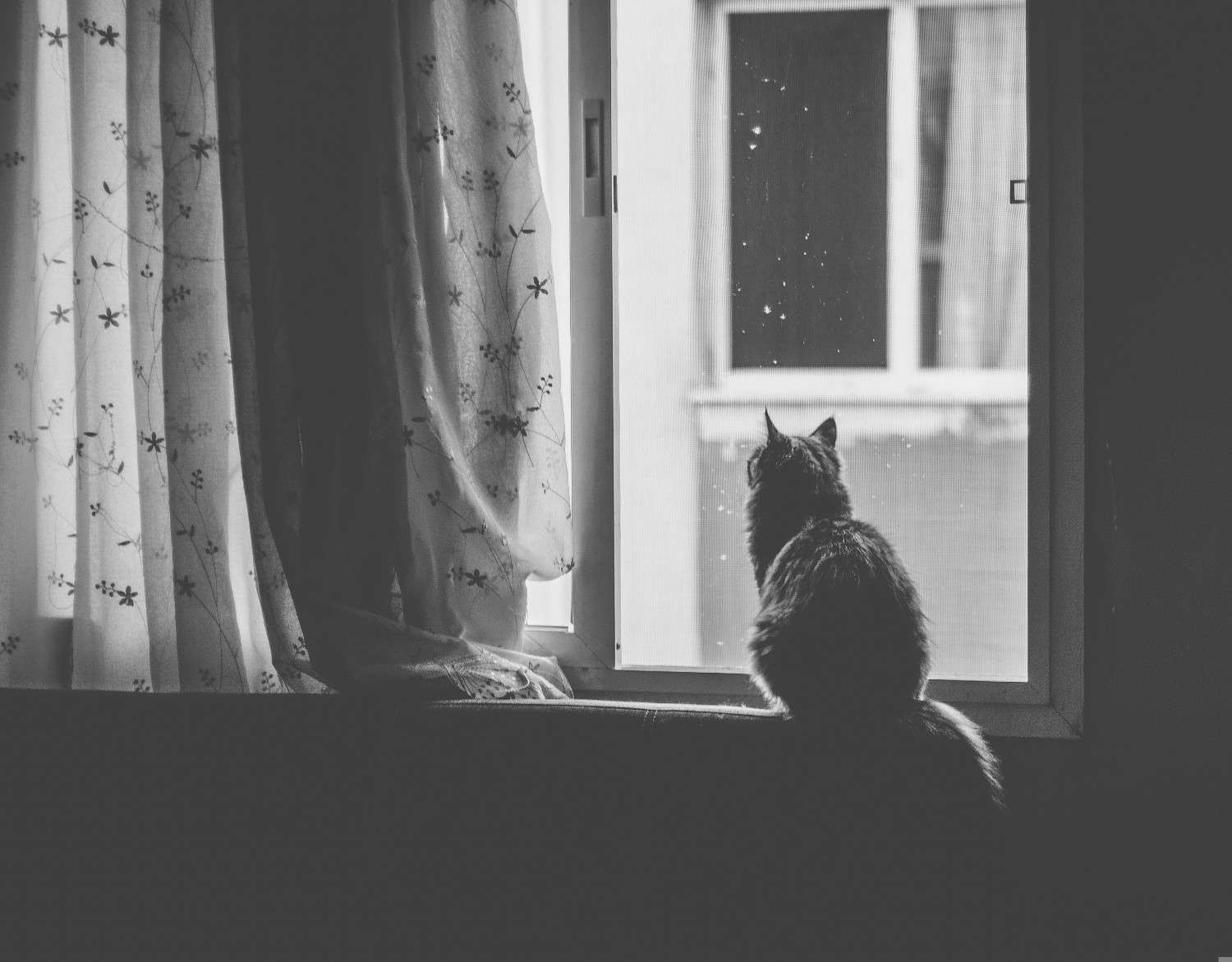 Photo d'un chat regardant l'extérieur à travers une fenêtre fermée