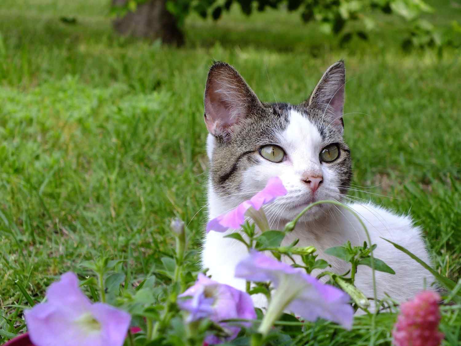 Chat explorant un jardin verdoyant et reniflant des fleurs