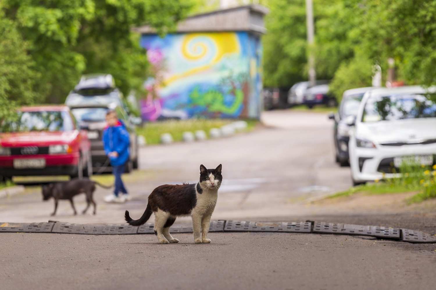 Chat traversant une route, illustrant les dangers extérieurs