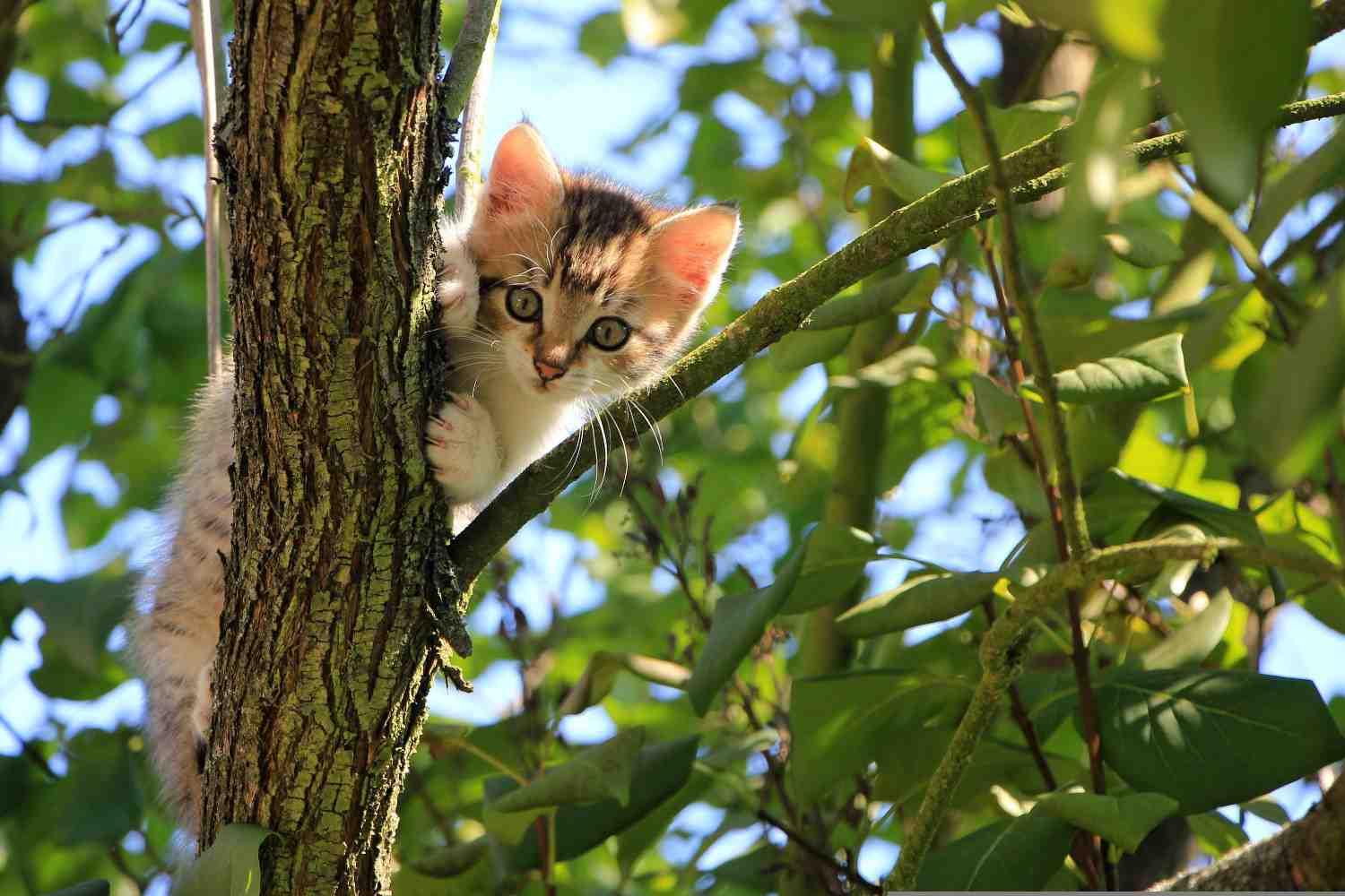 Chaton grimpant un arbre en extérieur