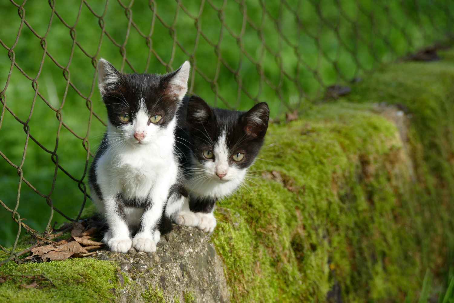 Deux chatons profitant d'un enclos extérieur sécurisé