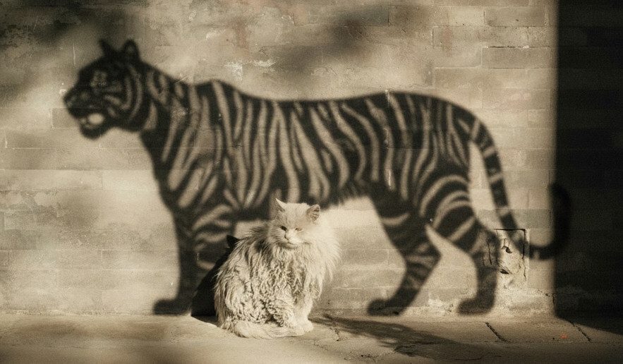 Photo d'un petit chat assis devant une fresque murale représentant un tigre majestueux.