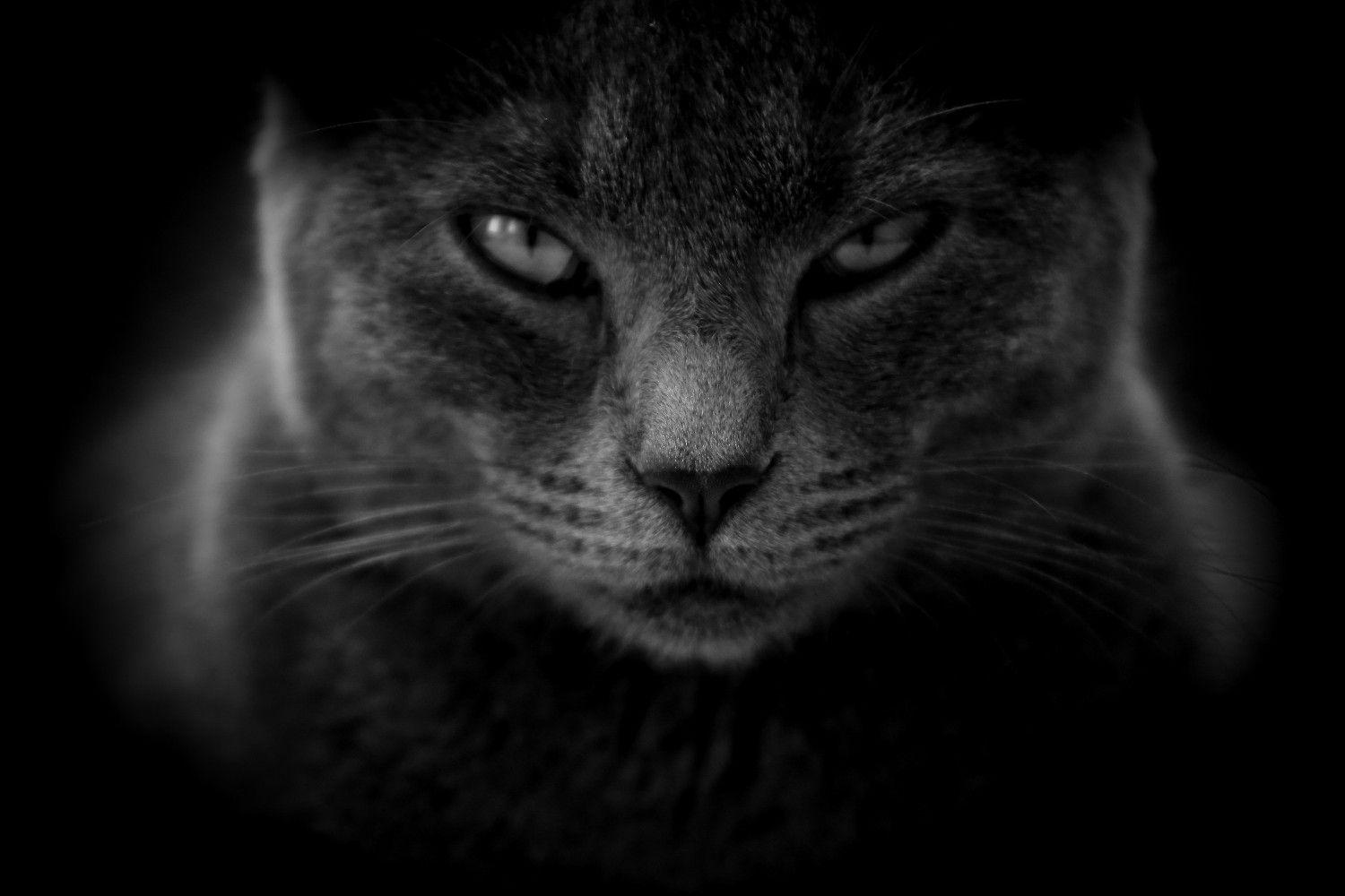 Chat domestique avec une expression intense, souvent mal interprétée comme agressive