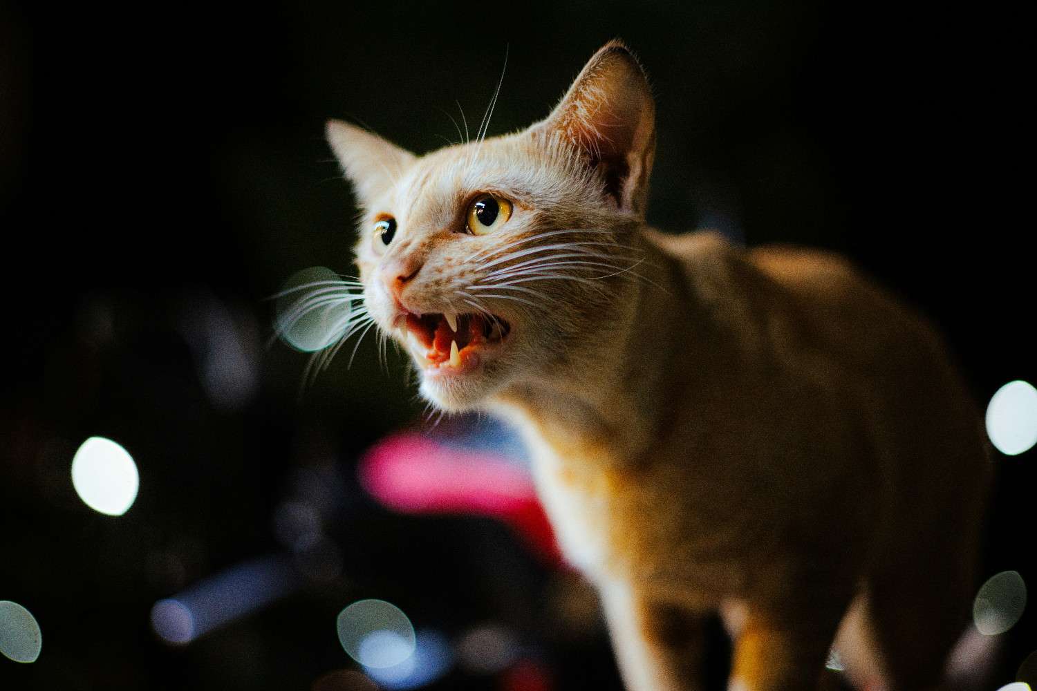 Gros plan sur un chat tigré roux en train de feuler, gueule ouverte et dents visibles.