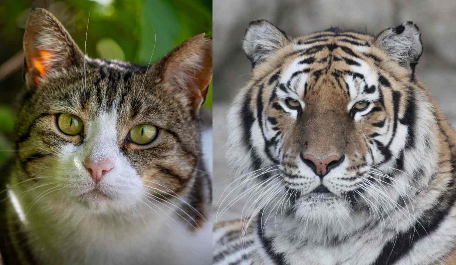 Comparaison visuelle entre un tigre sauvage et un chat domestique, montrant leurs similarités et différences