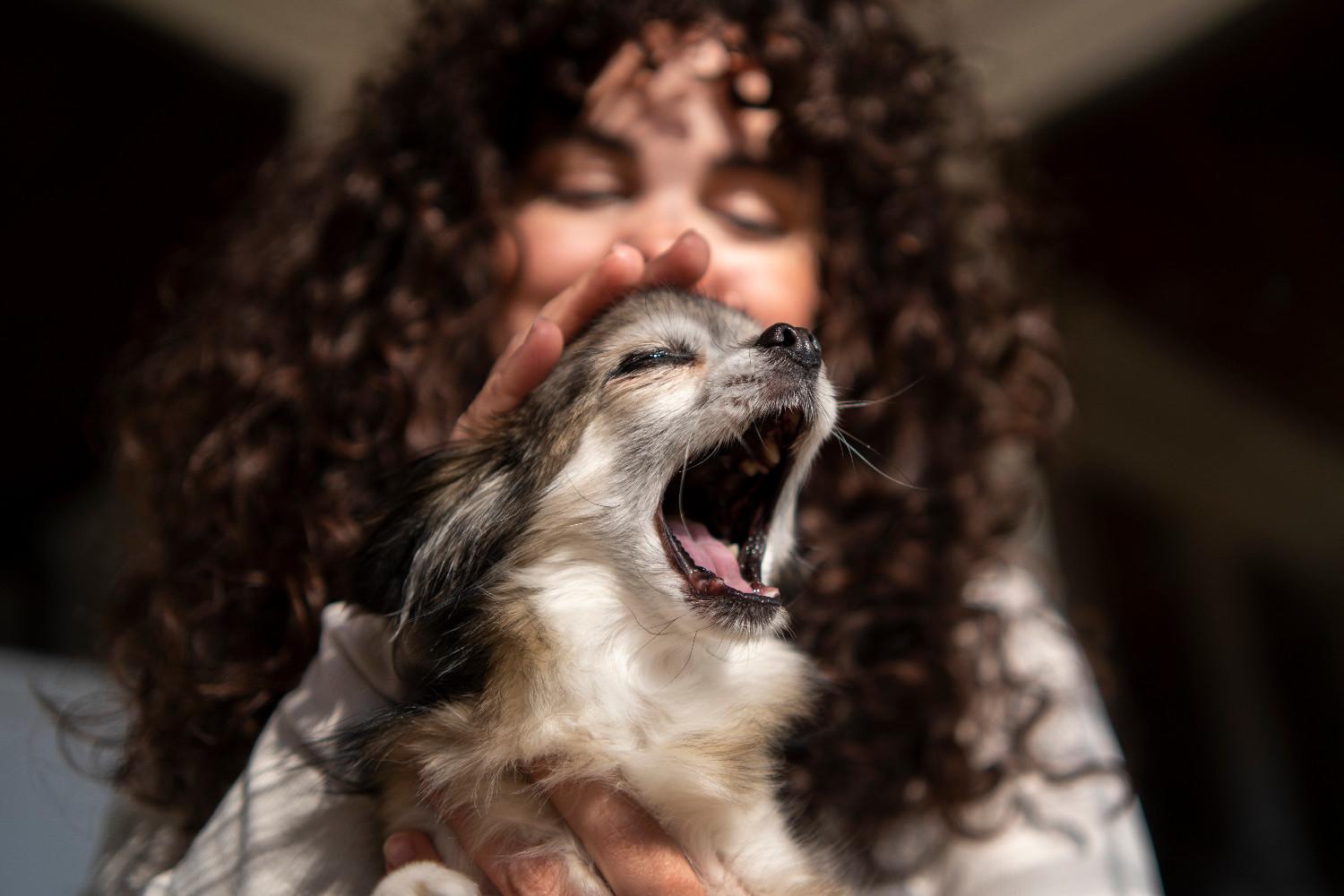 Photo d'un petit chien qui aboie en étant porter par un humain