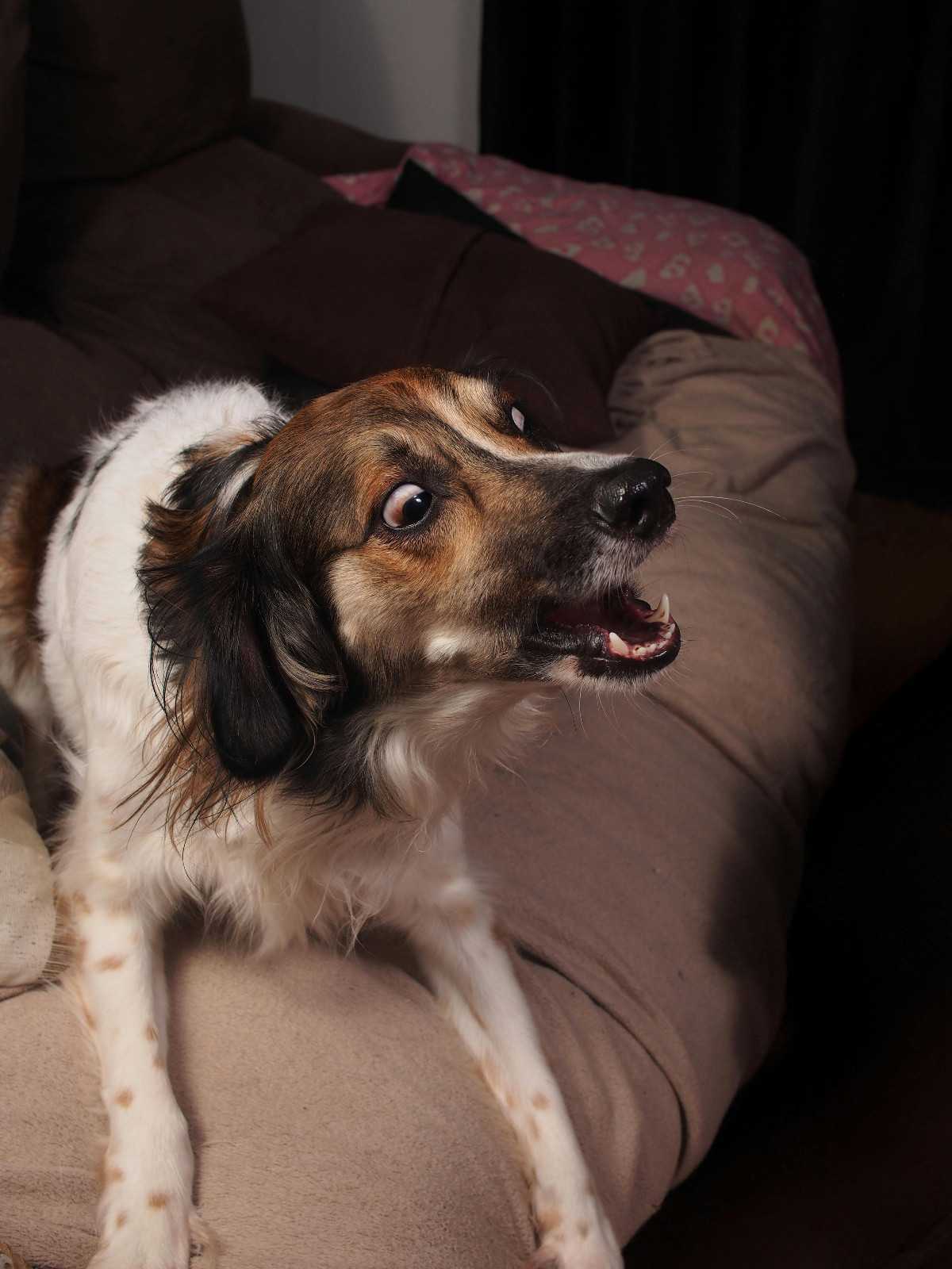 Chien effrayé qui aboie par peur