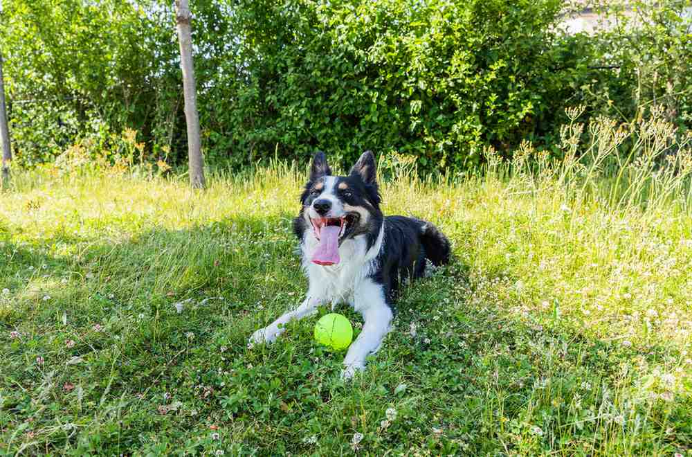 Photo d'un chien qui haletent avec une balle de tennis à ses pattes