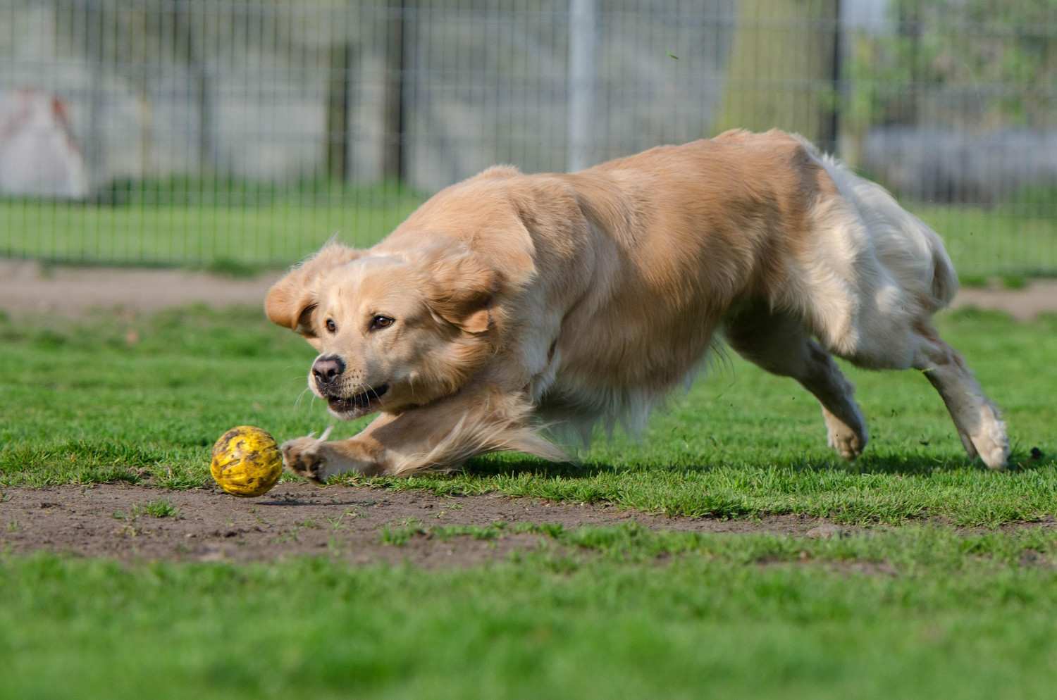 Photo d'un chien qui court après une balle de tennis dans la nature