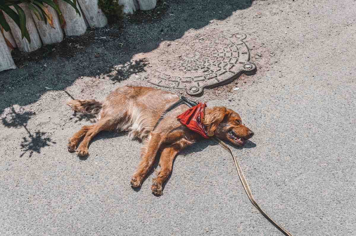 Chien allongé sur le bitume en plein soleil