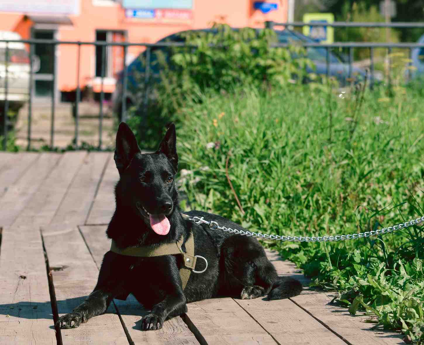 Chien allongé sur le sol, langue pendante, l'air épuisé par la chaleur