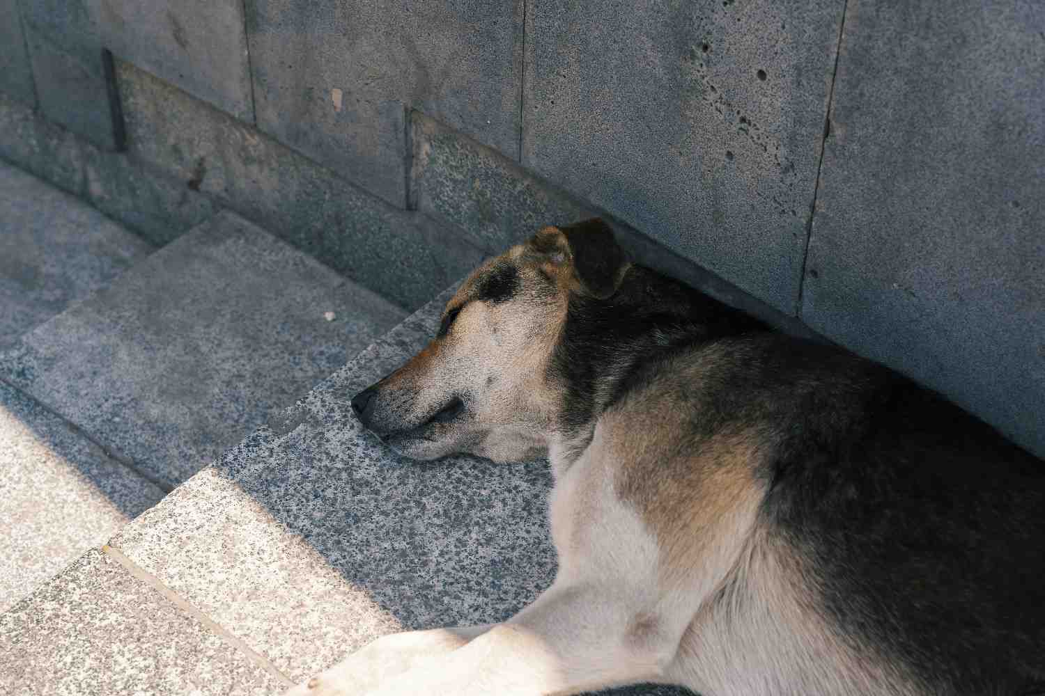 Chien affalé au sol, les yeux fermés