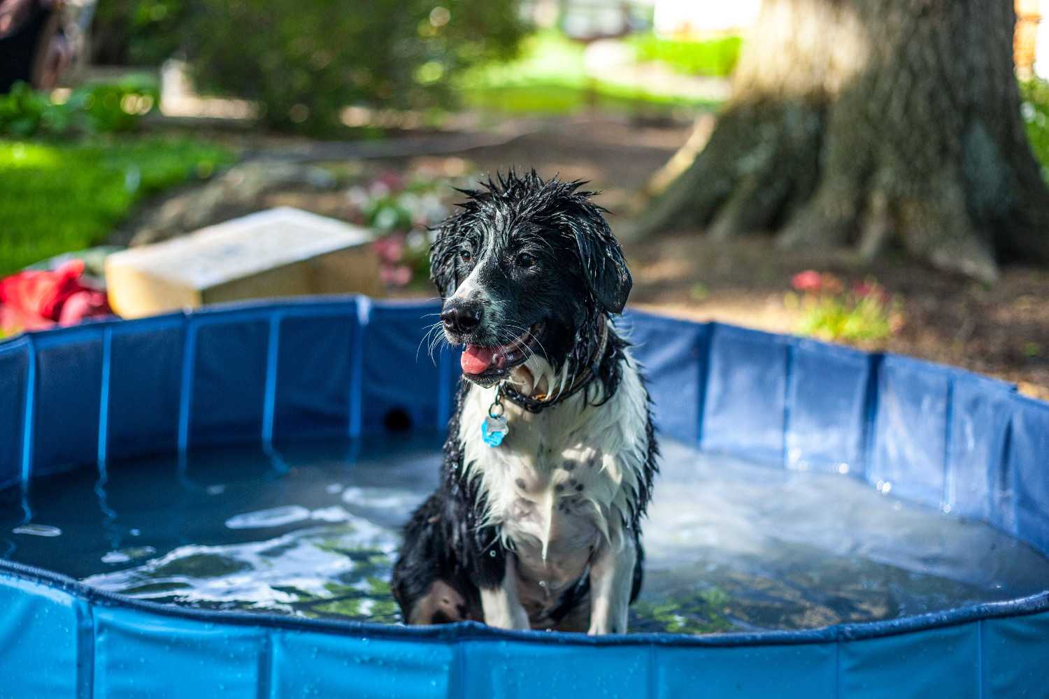 Chien jouant dans une petite pataugeoire gonflable dans un jardin