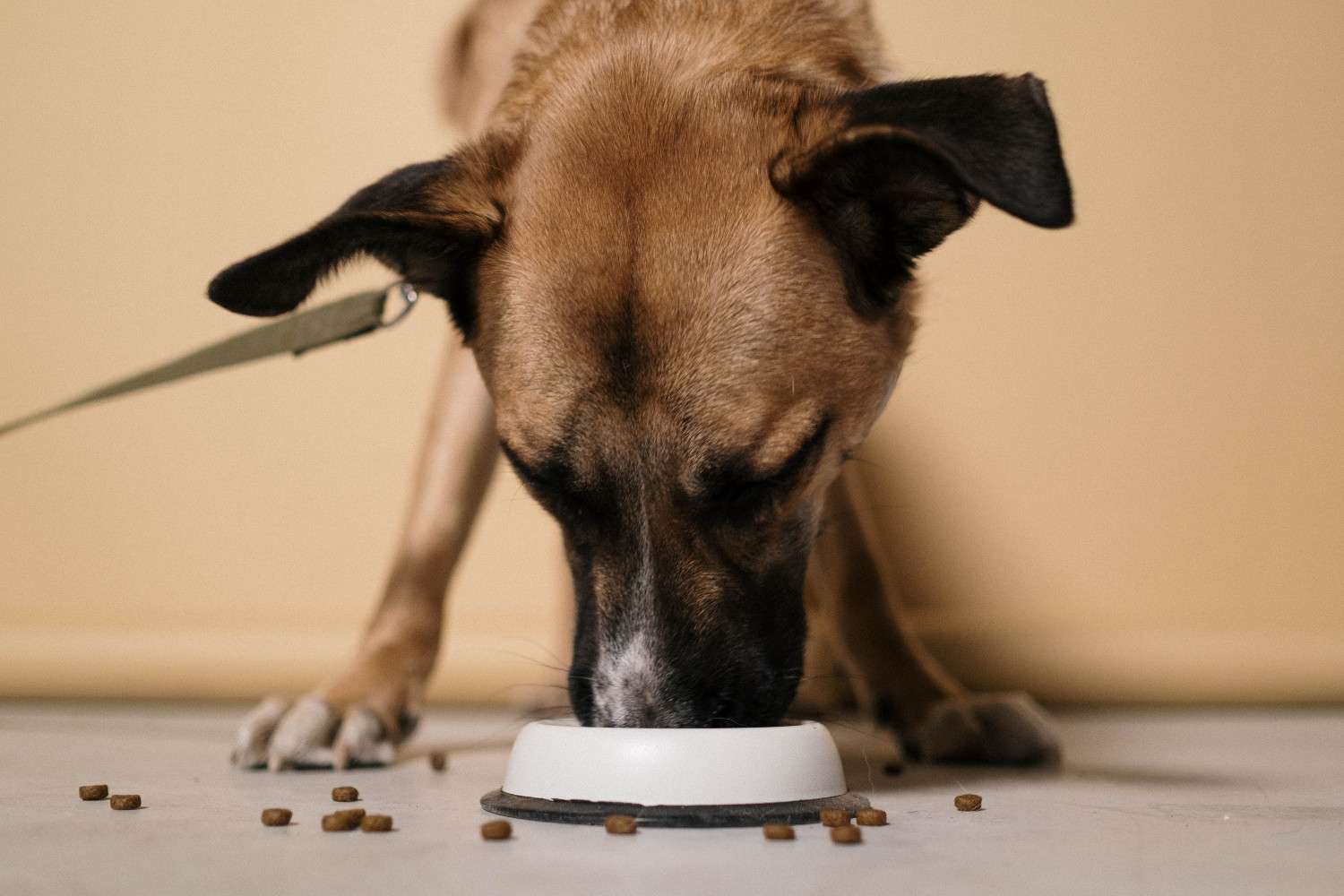 Gros plan sur un chien mangeant des croquettes dans une gamelle.