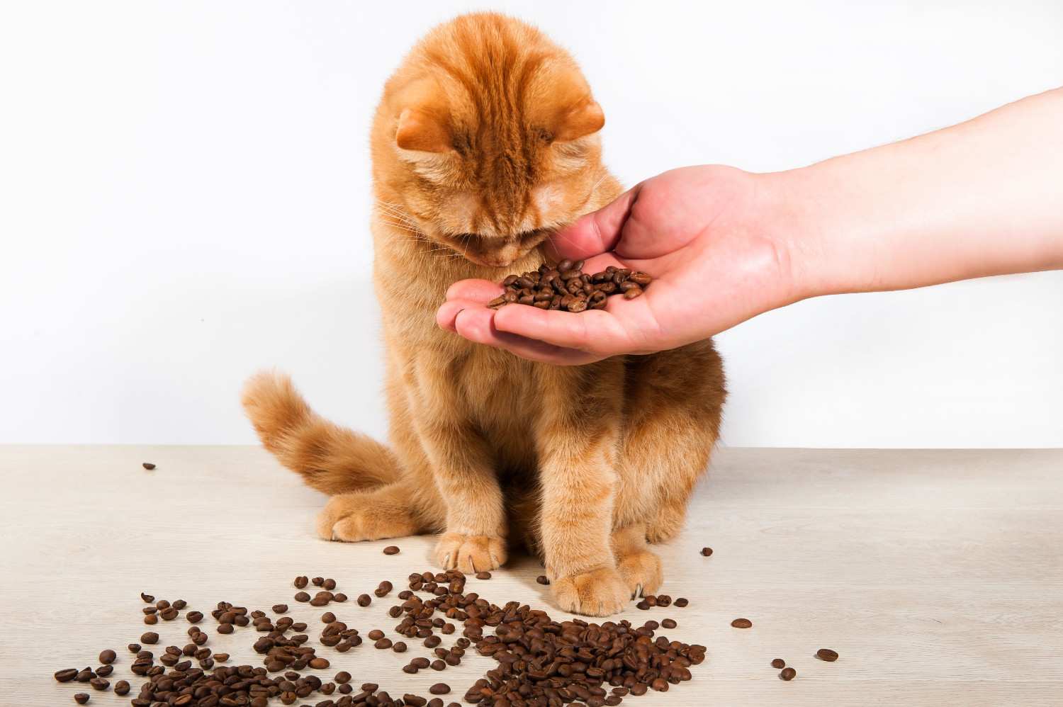 Chat regardant ses croquettes avec peu d'enthousiasme, illustrant une alimentation inadaptée