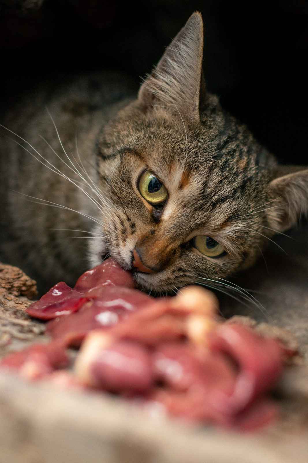 Chat mangeant de la viande crue, naturellement adaptée à son alimentation