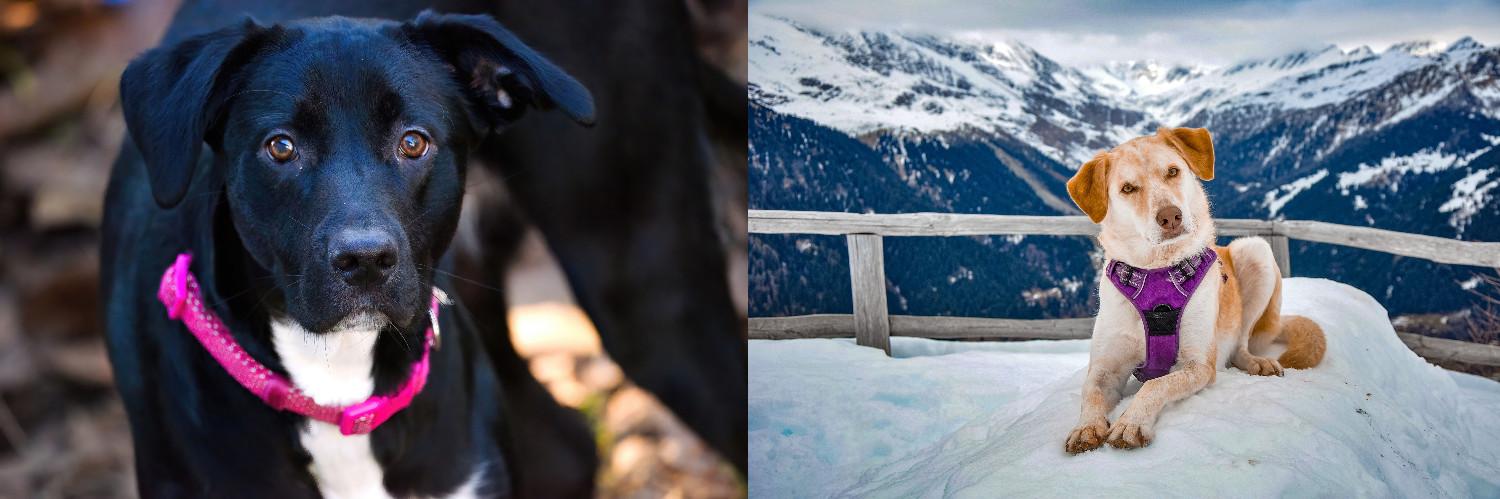 Deux photos côte à côte de chiens portant un harnais et l'autre un collier