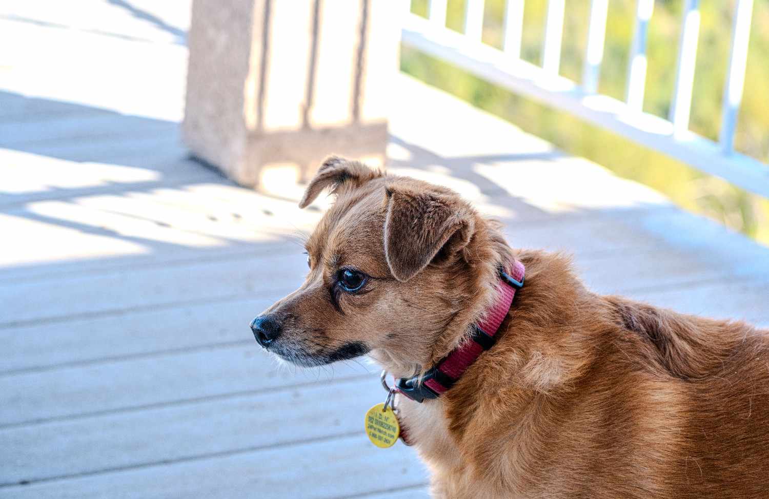 Un petit chien marron portant un collier avec une medaille d'identification se tient sur une véranda baignée de soleil.