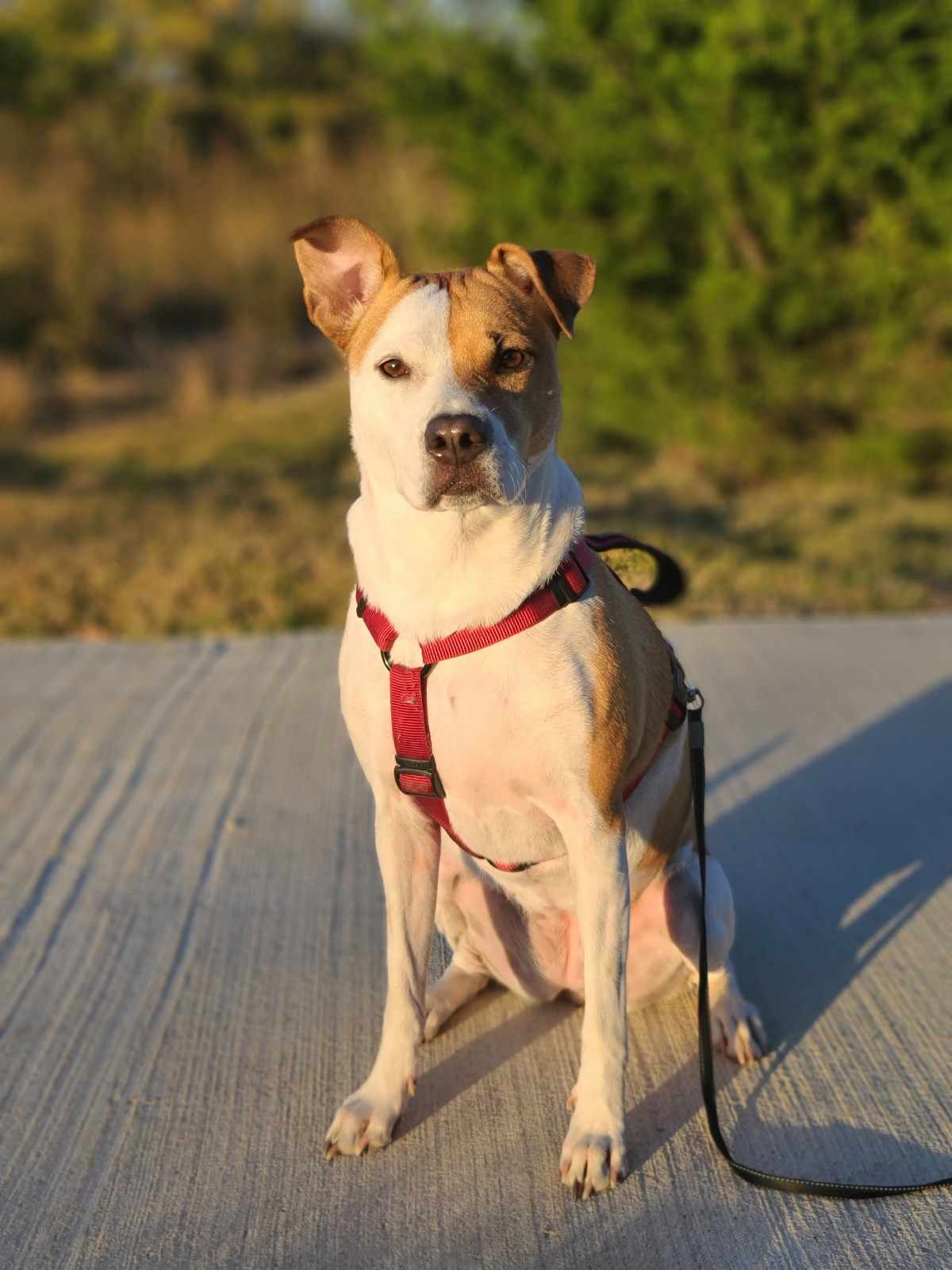 Chien portant un harnais bien ajusté lors d'une promenade en nature