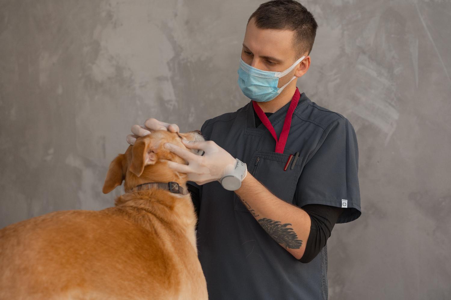 Vétérinaire examinant les yeux d'un chien après une utilisation prolongée du collier