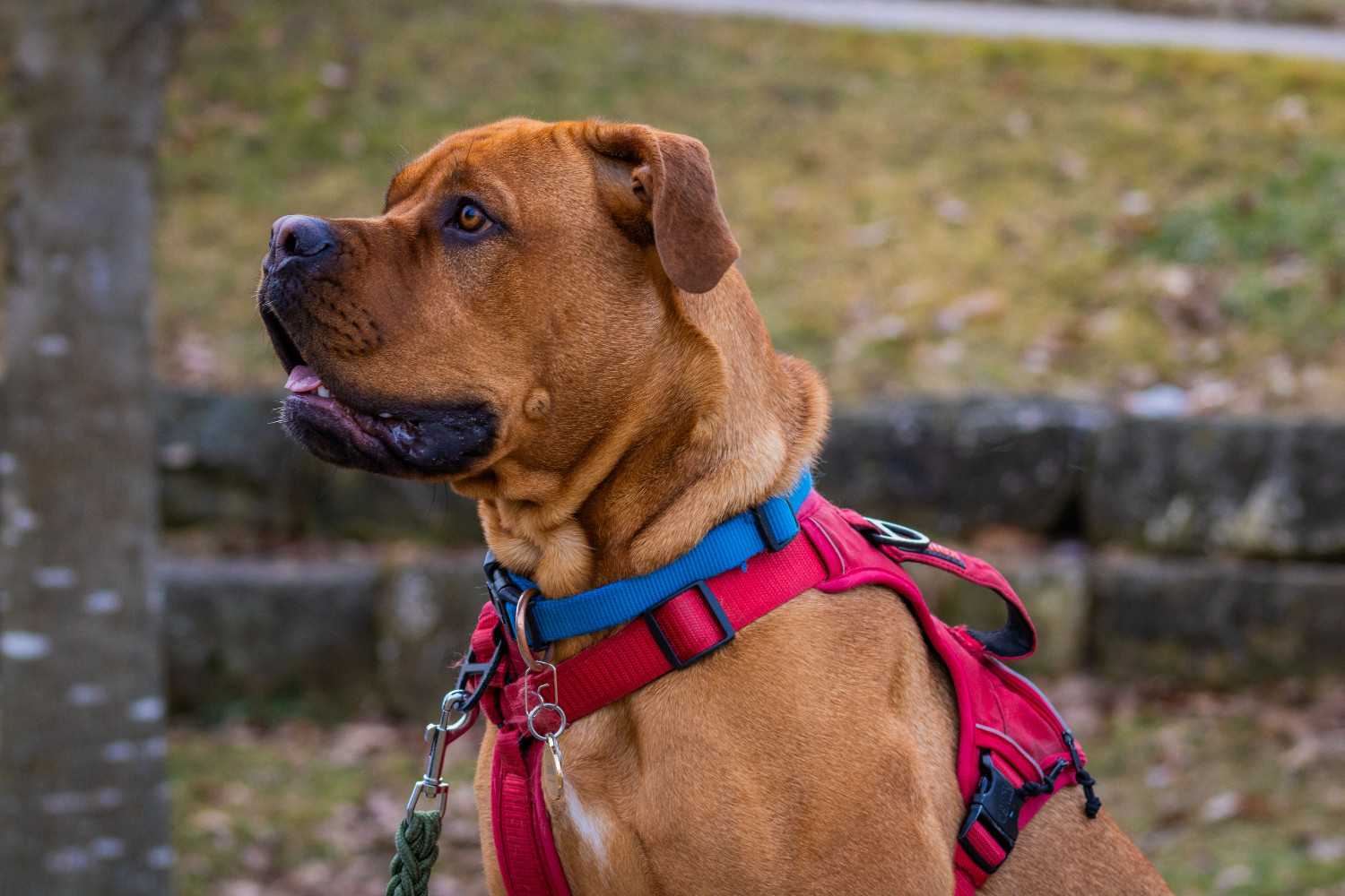 Chien marron portant un harnais rouge, regardant attentivement vers l'extérieur.