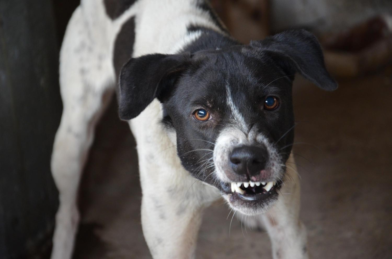 Photo d'un chien montrant les crocs en direction de la caméra