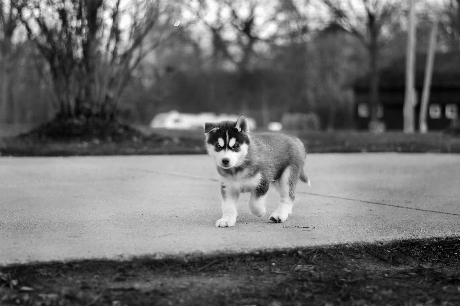 Photographie d'un chiot seul dans la rue