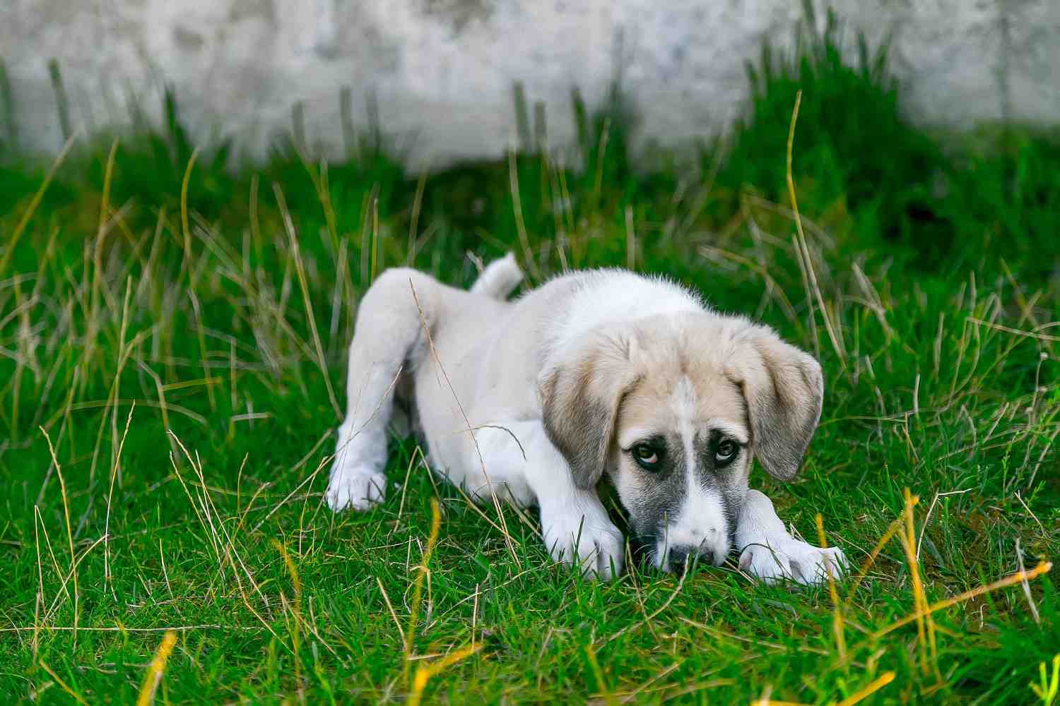 Photo d'un chien allongé dans l'herbe avec la tête dans les pattes