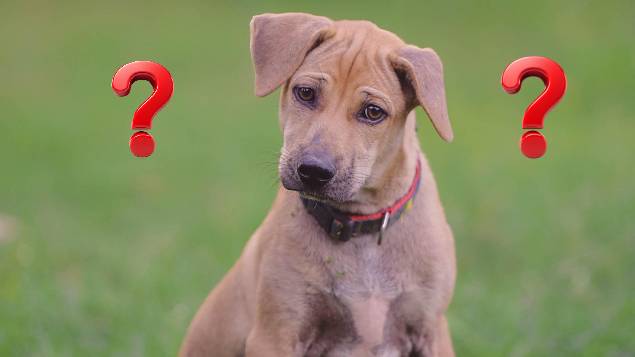 Photo d'un chien confus