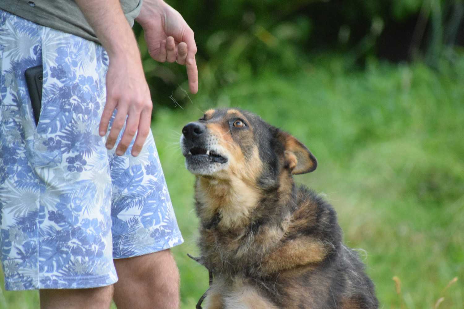 Chien assis qui grogne à son humain lui donnant un ordre en le pointant du doigt