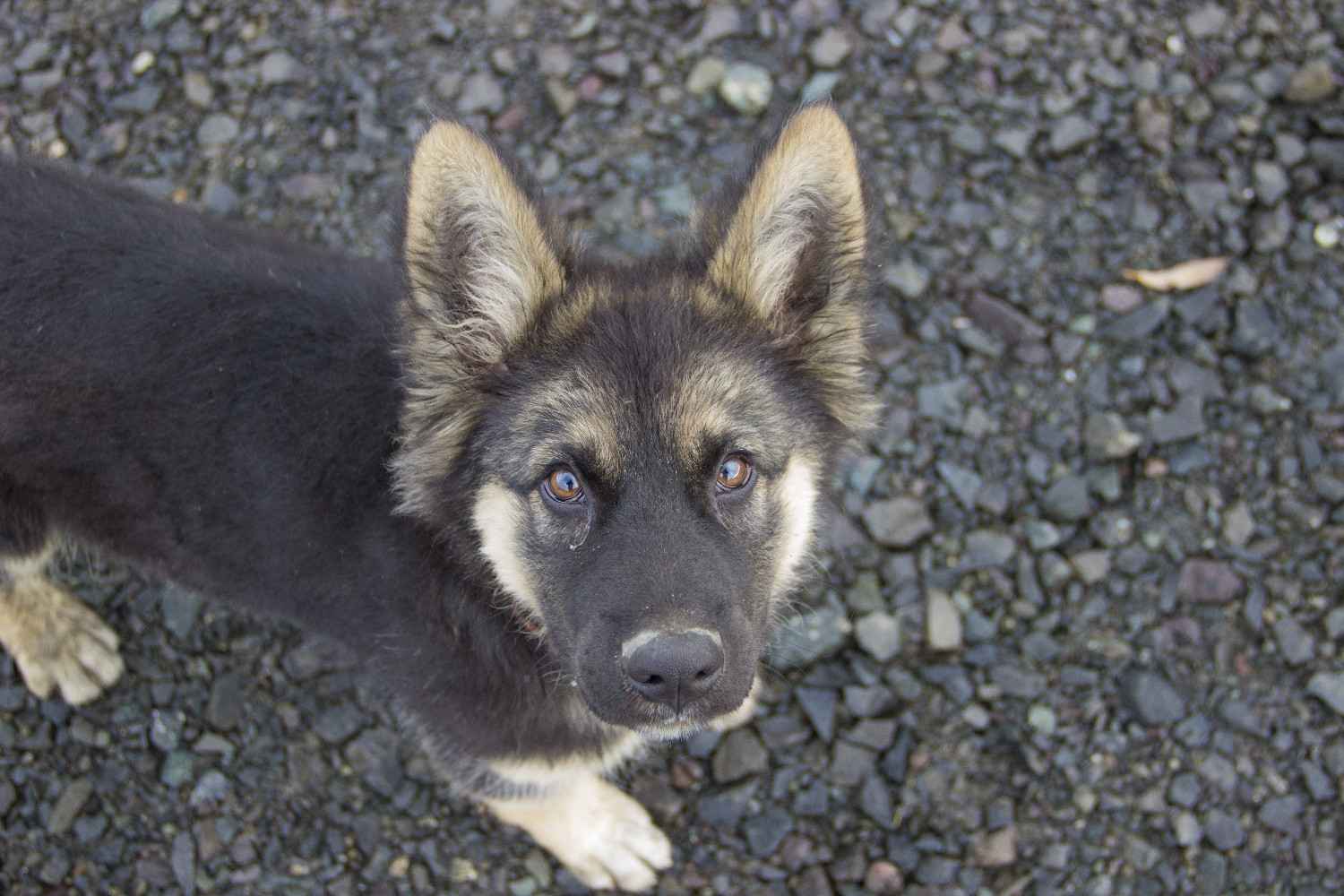 Chien qui regarde la caméra d'un air perdu