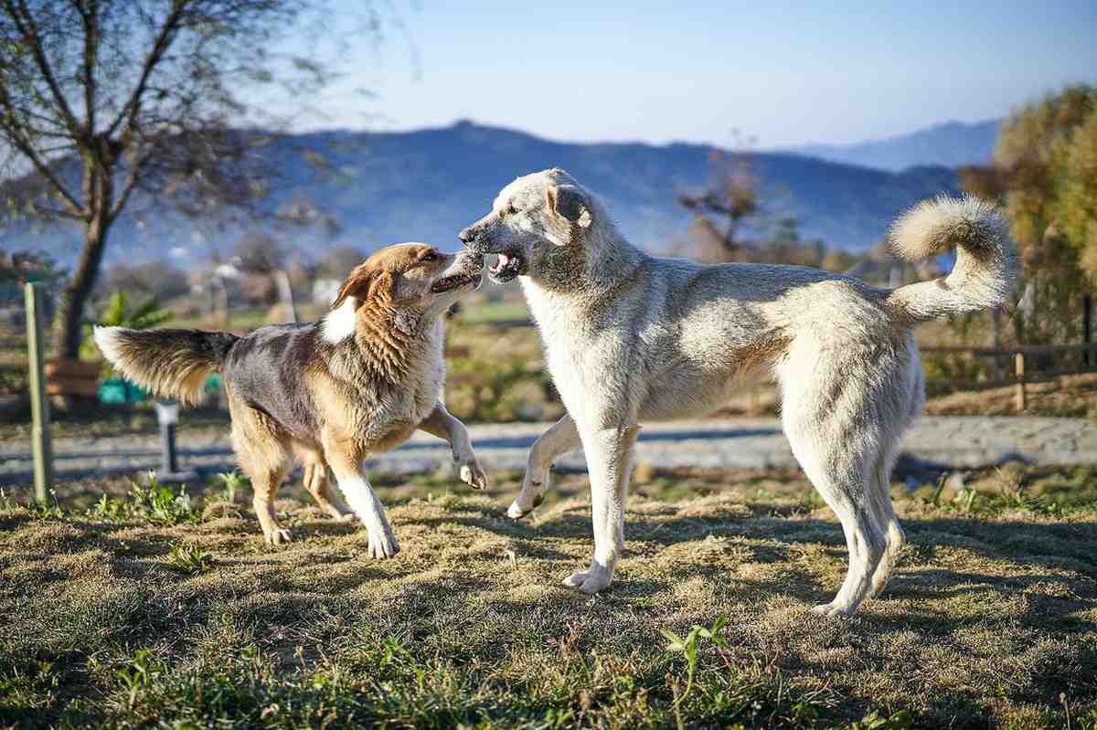 Deux chiens qui se battent, ignorant tout autour d'eux