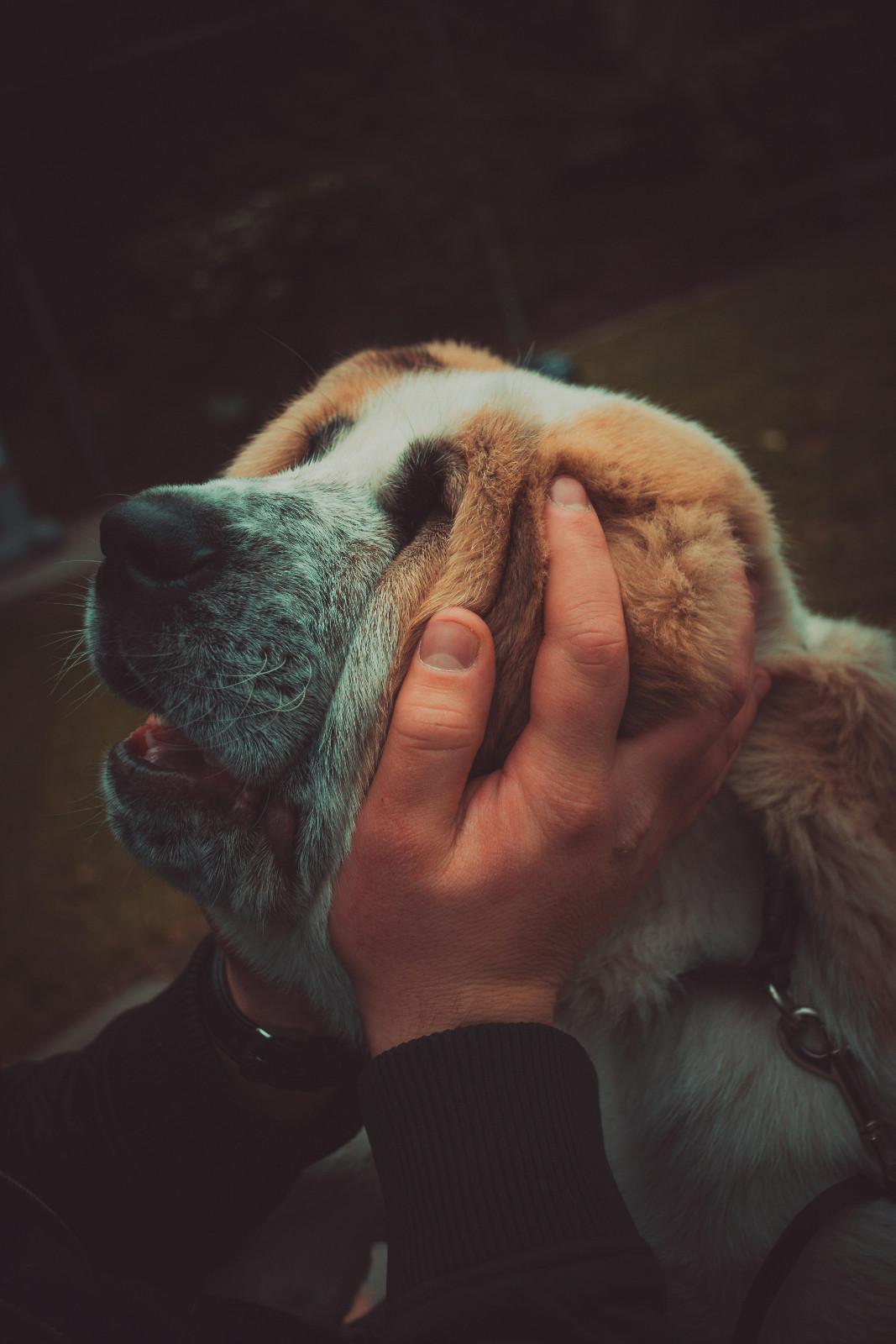 Propriétaire prenant le visage d'un chien dans ses mains afin qu'il le regarde