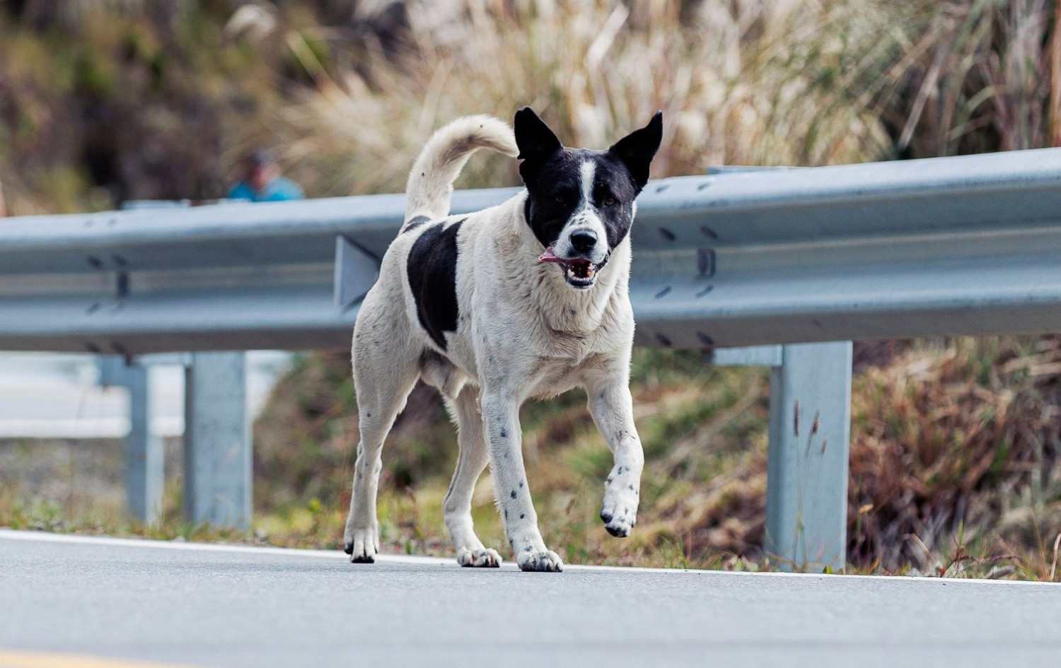 Chien marchant seul au milieu de la route sans ses propriétaires, laissant penser à une fugue.