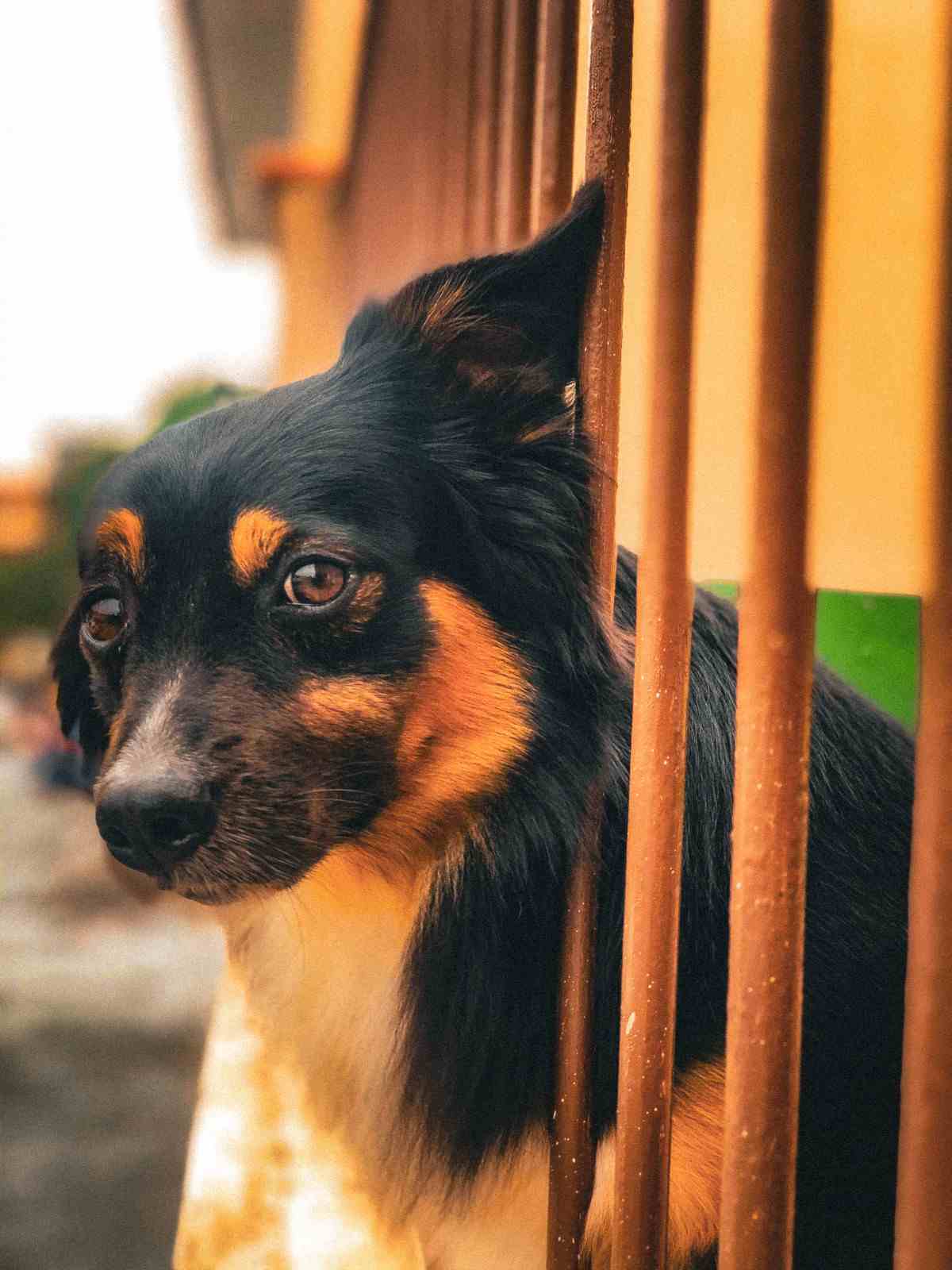 Chien interpellé par quelque chose à l'extérieur de la clôture.